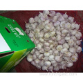 Good Quality Fresh Normal White Garlic